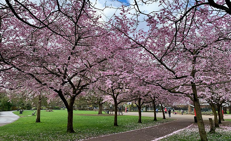 Ravenscourt Park