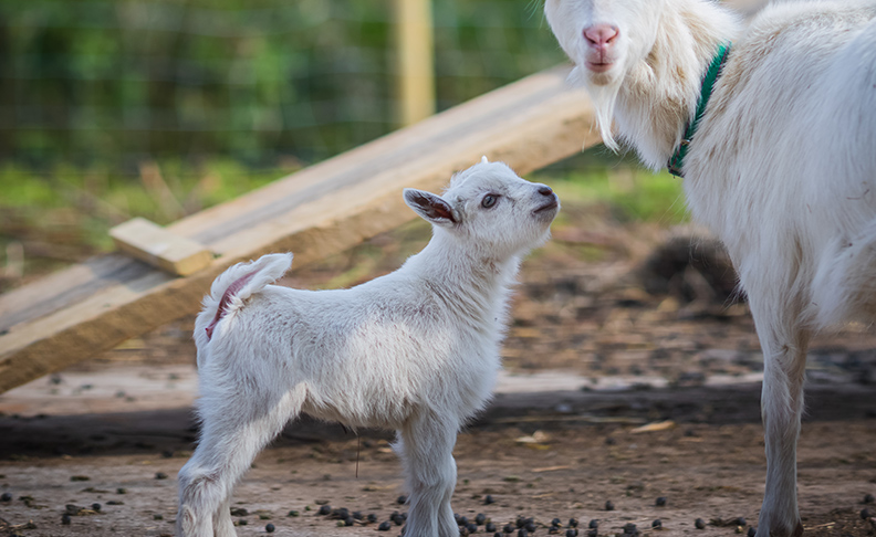 Vauxhall City Farm