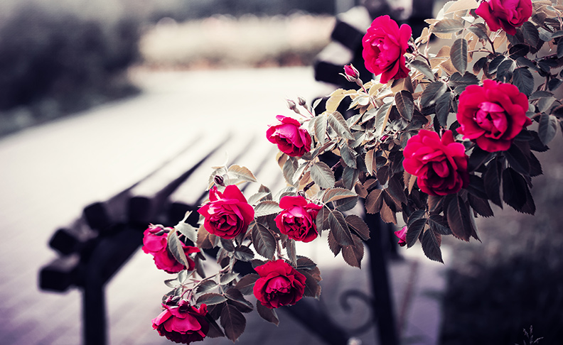 The Rose Garden