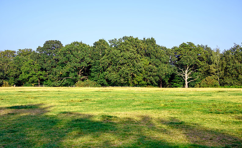 Minet Country Park