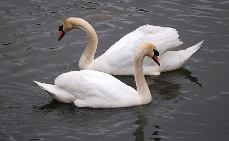 Brent Reservoir (Welsh Harp)