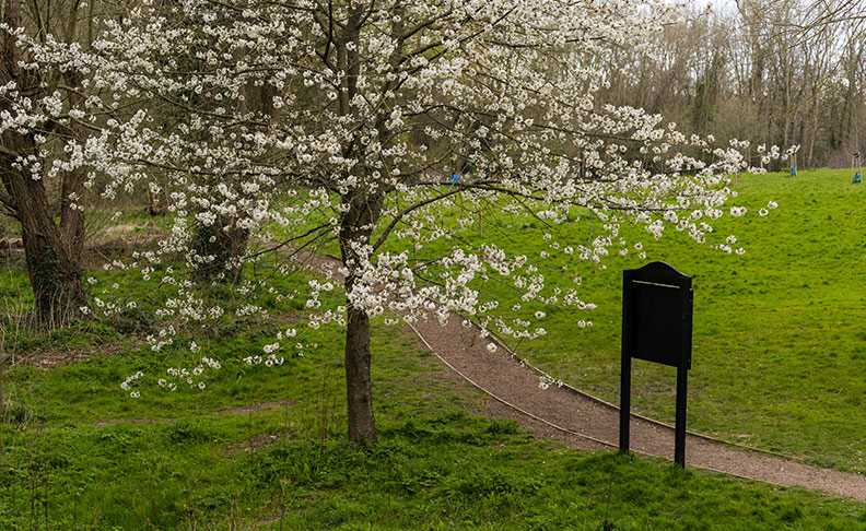 Cherry Tree Woods	