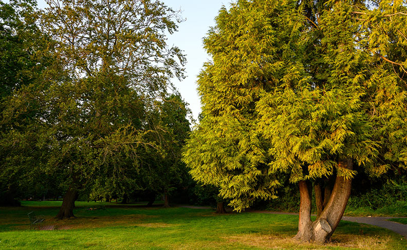 Yeading Brook Meadows