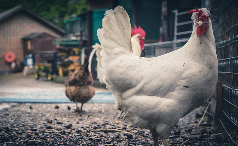 Kentish Town City Farm