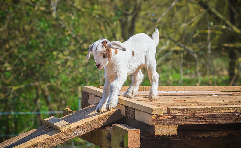 Belmont Children's Farm