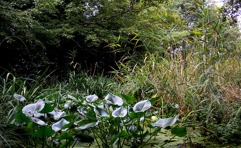 Camley Street Natural Park