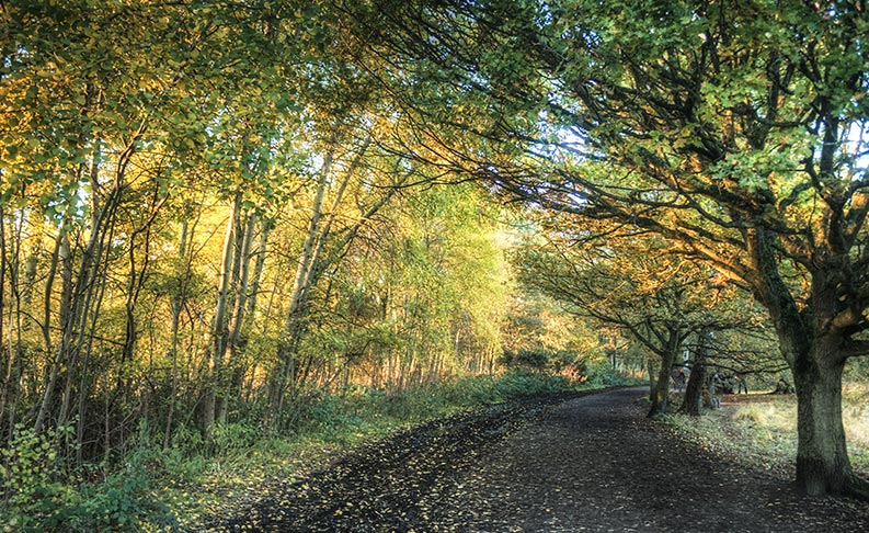 Wimbledon Common