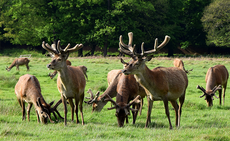 Richmond Park	
