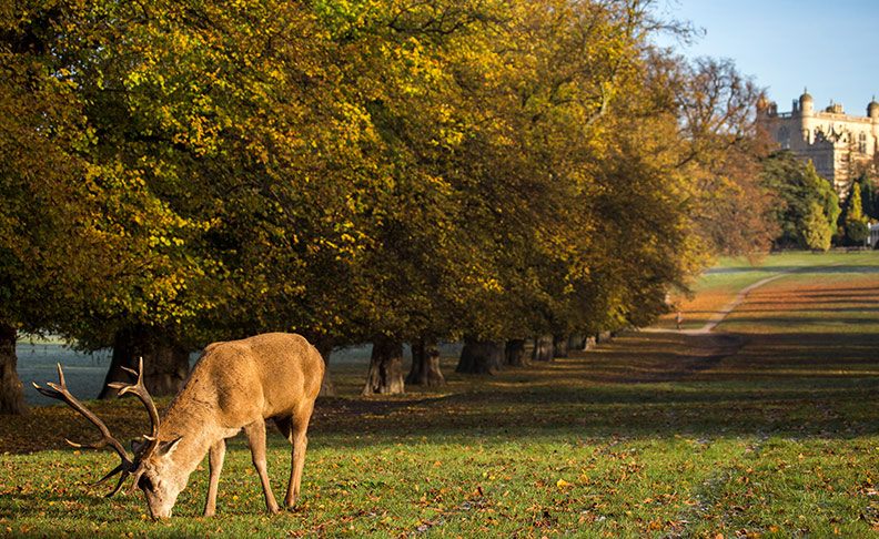 Wollaton Hall and Deer Park	