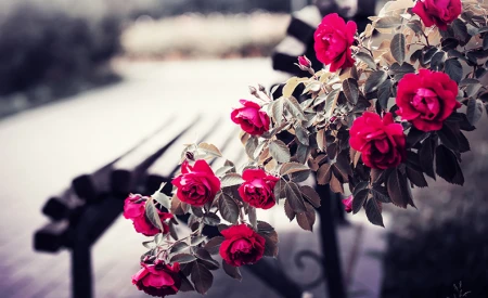 The Rose Garden