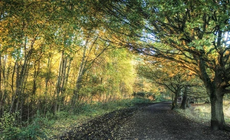 Wimbledon Common