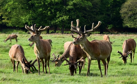 Richmond Park	
